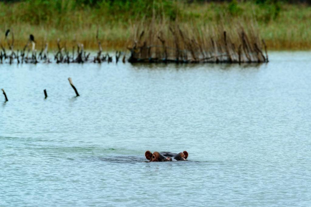Kosi Forest Lodge Manguzi Bagian luar foto